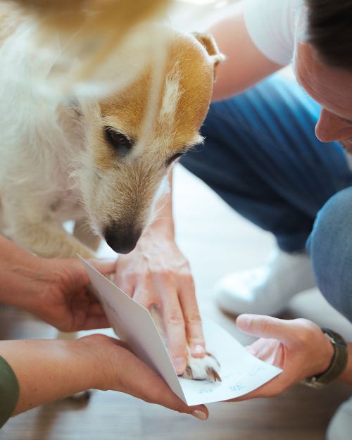 Bild Bürohund und Team der Steuerberatung Hanau Beheim & Tepel -  Jetzt bewerben und Teil des Teams werden