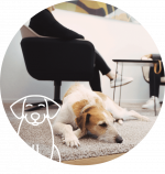 Bild des Bürohundes - Beheim & Tepel Steuerberatung Hanau Jobs